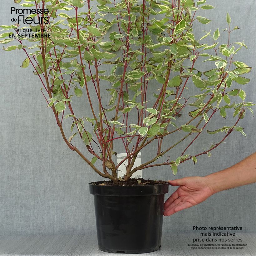 Spécimen de Cornus alba Cream Cracker - Cornouiller blanc Pot de 7,5L/10L tel que livré en automne