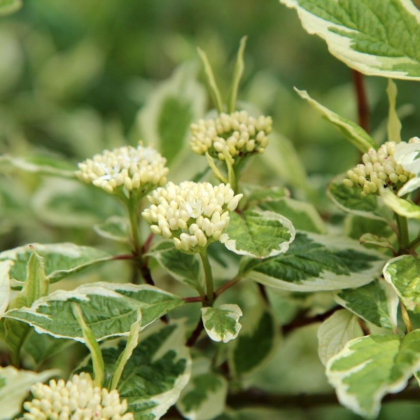 Cornus alba Elegantissima - Cornouiller blanc panaché (Floraison)