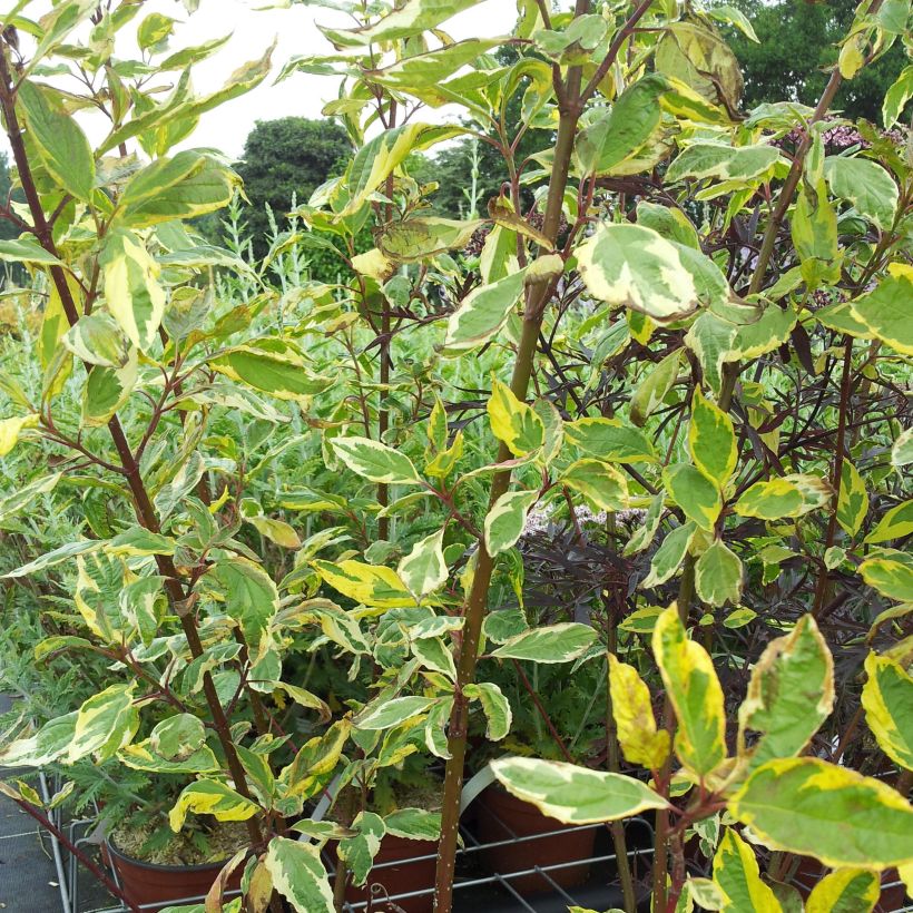 Cornus alba Gouchaultii - Cornouiller blanc (Port)