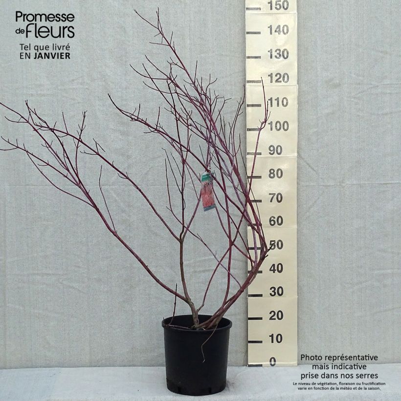 Spécimen de Cornus alba Gouchaultii - Cornouiller blanc Pot de 7,5L/10L tel que livré en hiver