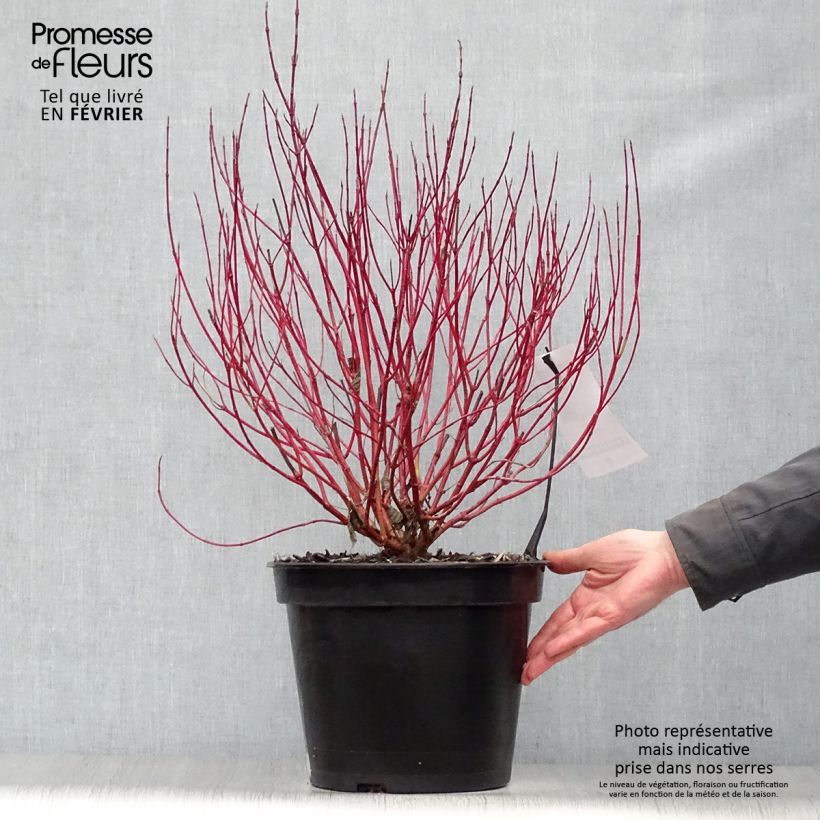 Spécimen de Cornus alba Ivory Halo - Cornouiller blanc Pot de 7,5L/10L tel que livré en hiver