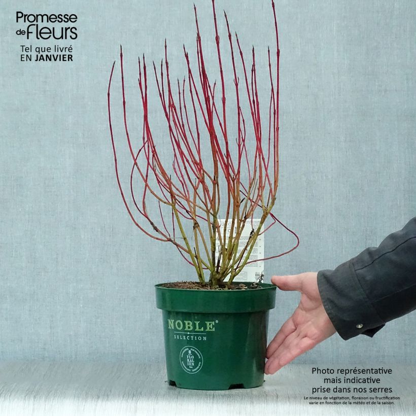 Spécimen de Cornus alba Ivory Halo - Cornouiller blanc Pot de 3L/4L tel que livré en hiver