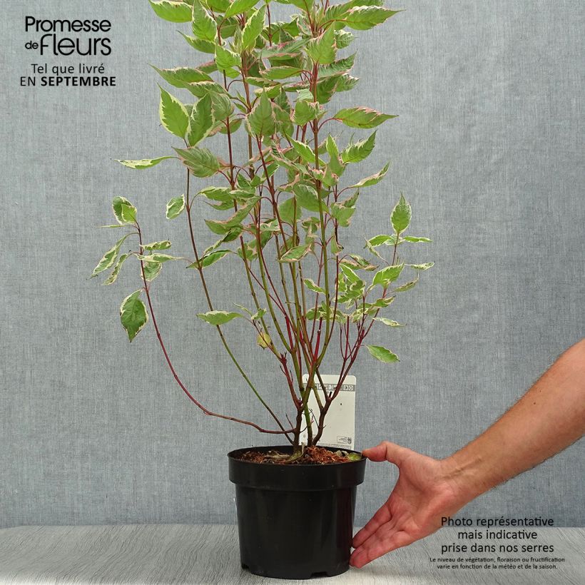 Spécimen de Cornus alba Miracle - Cornouiller blanc  Pot de 3L/4L tel que livré en automne