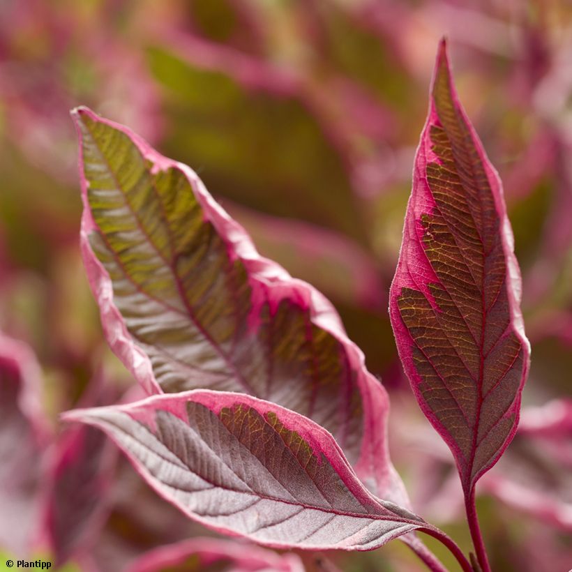 Cornus alba Miracle - Cornouiller blanc  (Feuillage)