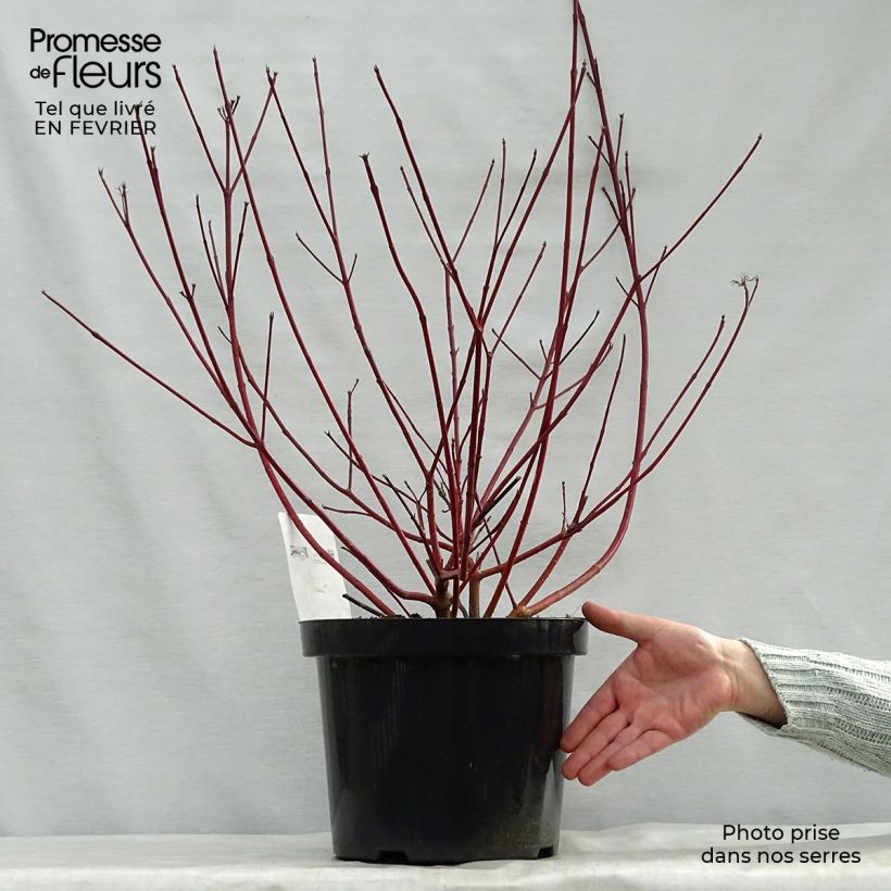Spécimen de Cornus alba Siberian Pearls - Cornouiller blanc à bois rouge Pot de 7,5L/10L tel que livré en hiver