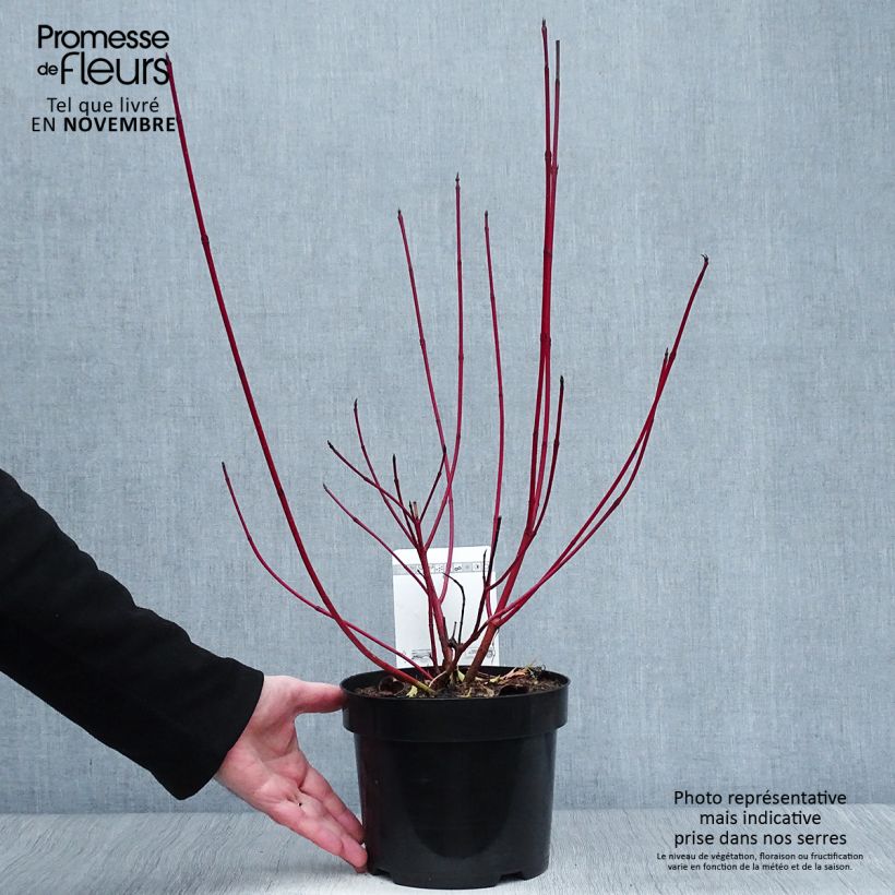 Spécimen de Cornus alba Siberian Pearls - Cornouiller blanc à bois rouge Pot de 3L/4L tel que livré en automne