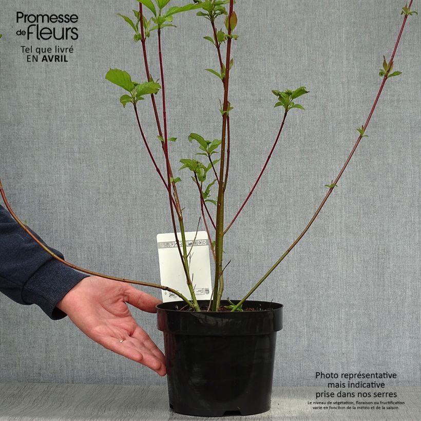 Cornus alba Siberian Pearls Vaso da 3L/4L esemplare consegnato in primavera