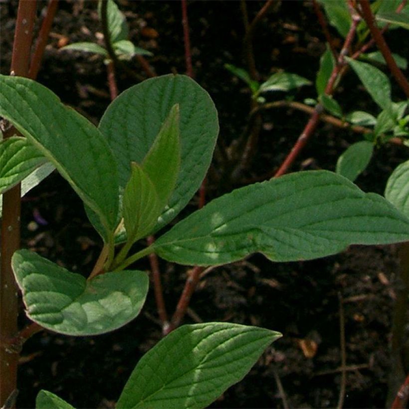 Cornus alba Sibirica - Cornouiller blanc de Sibérie (Feuillage)