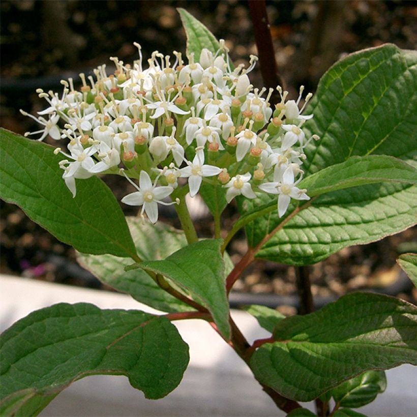 Cornus alba Sibirica - Cornouiller blanc de Sibérie (Floraison)