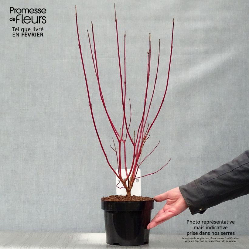 Spécimen de Cornus alba Sibirica - Cornouiller blanc de Sibérie Pot de 2L/3L tel que livré en hiver