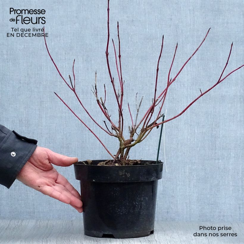 Spécimen de Cornus alba Sibirica Variegata - Cornouiller blanc Pot de 2L/3L tel que livré en hiver
