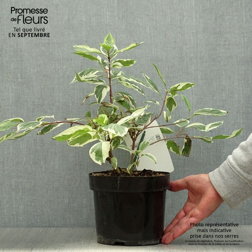Spécimen de Cornus alba Sibirica Variegata - Cornouiller blanc Pot de 2L/3L tel que livré en automne
