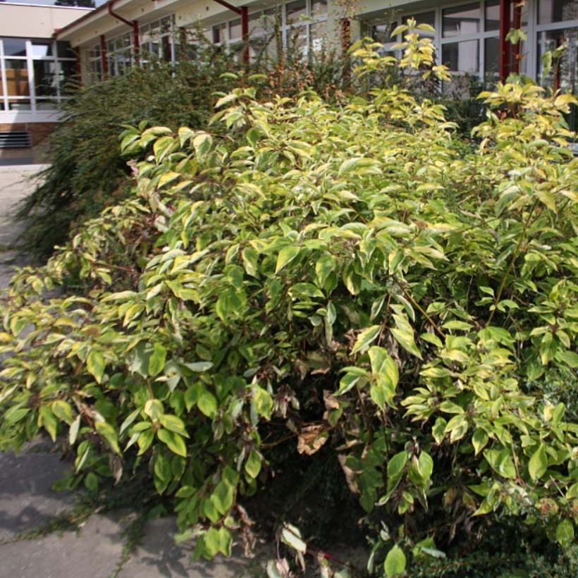 Cornus alba Spaethii - Cornouiller blanc à feuillage panaché (Port)