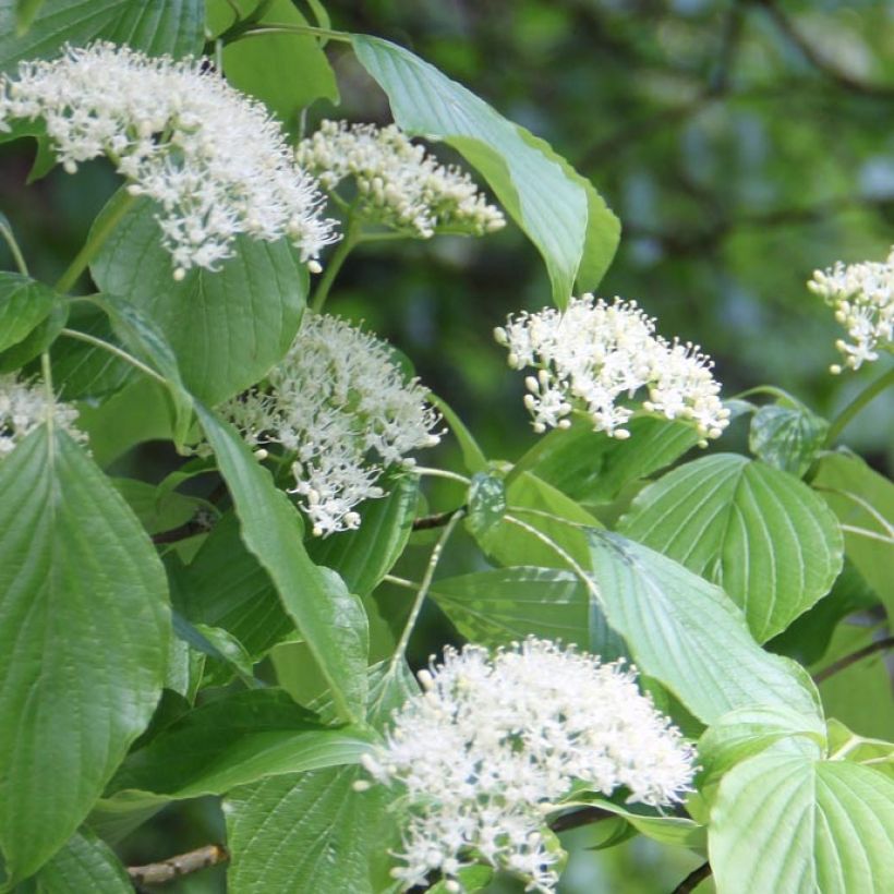 Cornus alternifolia (Floração)