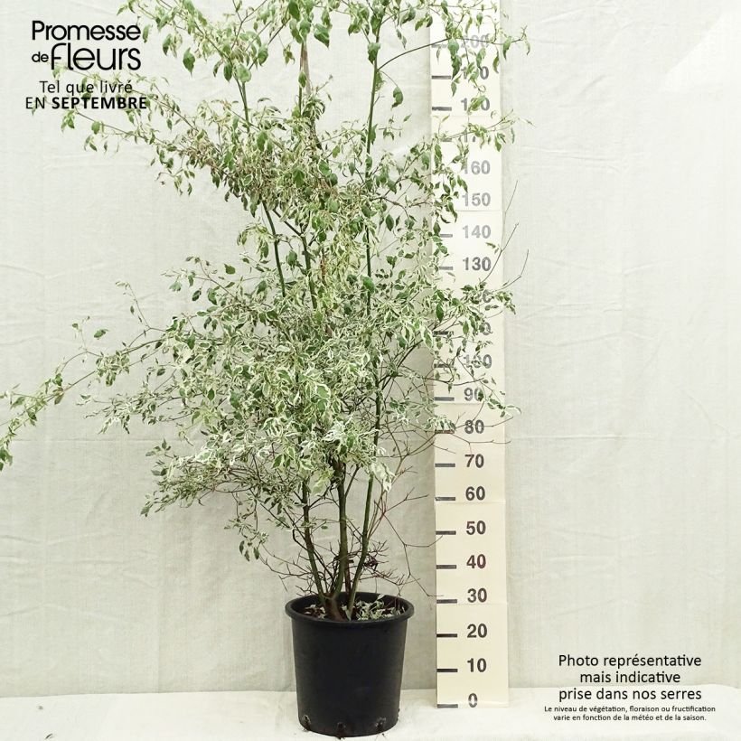 Spécimen de Cornus alternifolia Argentea - Cornouiller panaché à feuilles alternes Pot de 20L/25L tel que livré en automne