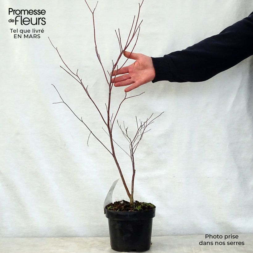 Spécimen de Cornus alternifolia - Cornouiller à feuilles alternes Pot de 3L/4L tel que livré au printemps