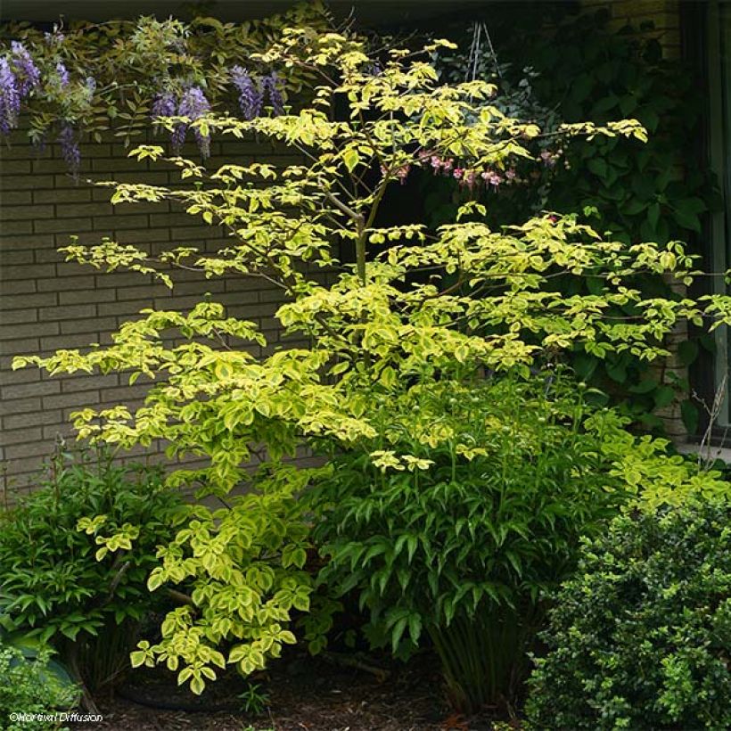 Cornus alternifolia Golden Shadows - Cornouiller à feuilles alternes  (Port)