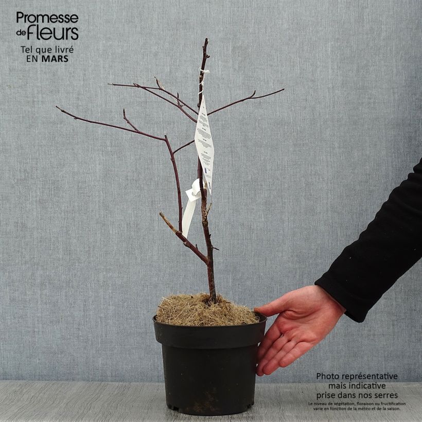 Spécimen de Cornus alternifolia Golden Shadows - Cornouiller à feuilles alternes  Pot de 4L/5L tel que livré en hiver