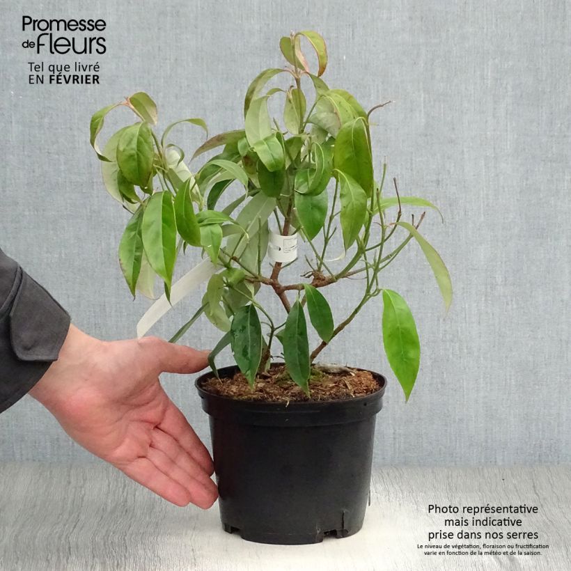 Spécimen de Cornus angustata Empress of China - Cornouiller chinois Pot de 2L/3L tel que livré en hiver