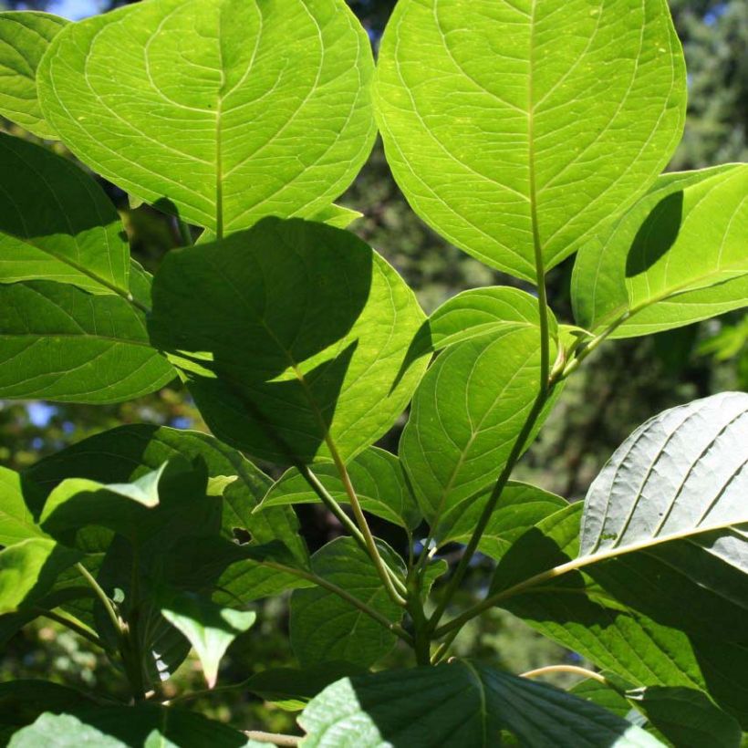 Cornus controversa - Cornouiller des Pagodes (Feuillage)