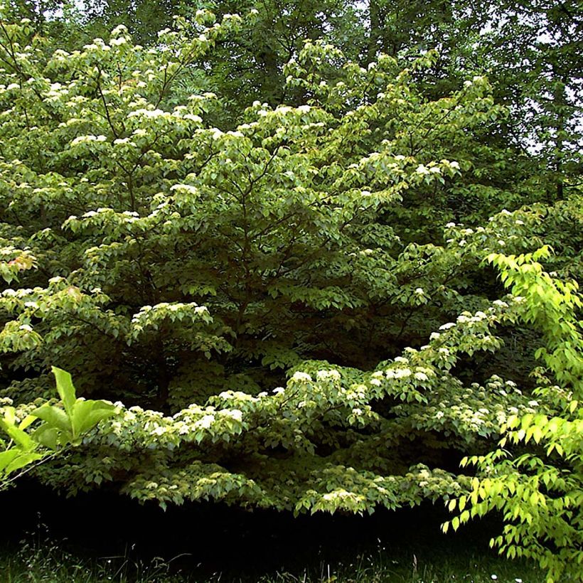 Cornus controversa - Cornouiller des Pagodes (Port)