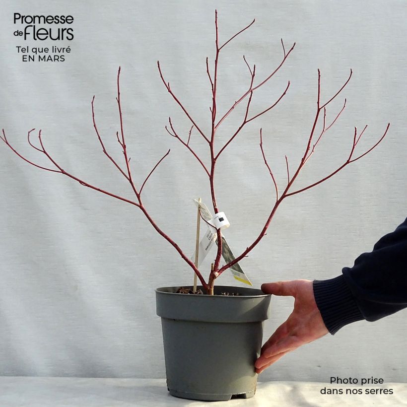 Spécimen de Cornus controversa - Cornouiller des Pagodes Pot de 4L/5L tel que livré au printemps