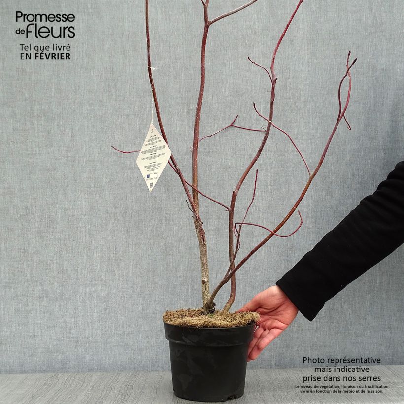 Spécimen de Cornus controversa - Cornouiller des Pagodes Pot de 4L/5L tel que livré en hiver
