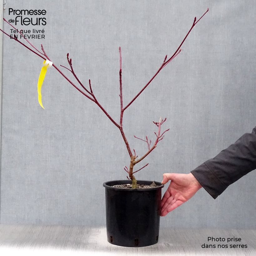Spécimen de Cornus controversa Variegata - Cornouiller des Pagodes panaché Pot de 7,5L/10L tel que livré en hiver