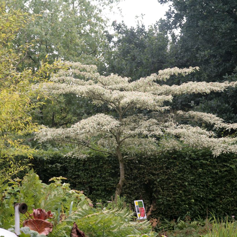 Cornus controversa Variegata - Cornouiller des Pagodes panaché (Port)