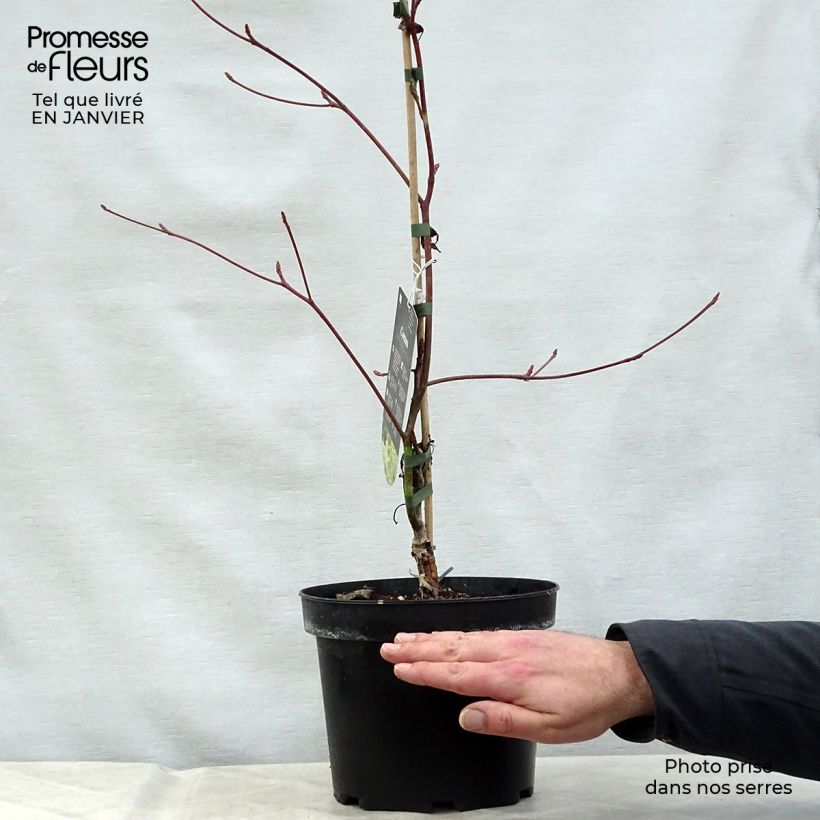 Spécimen de Cornus controversa Variegata - Cornouiller des Pagodes panaché Pot de 4L/5L tel que livré en hiver