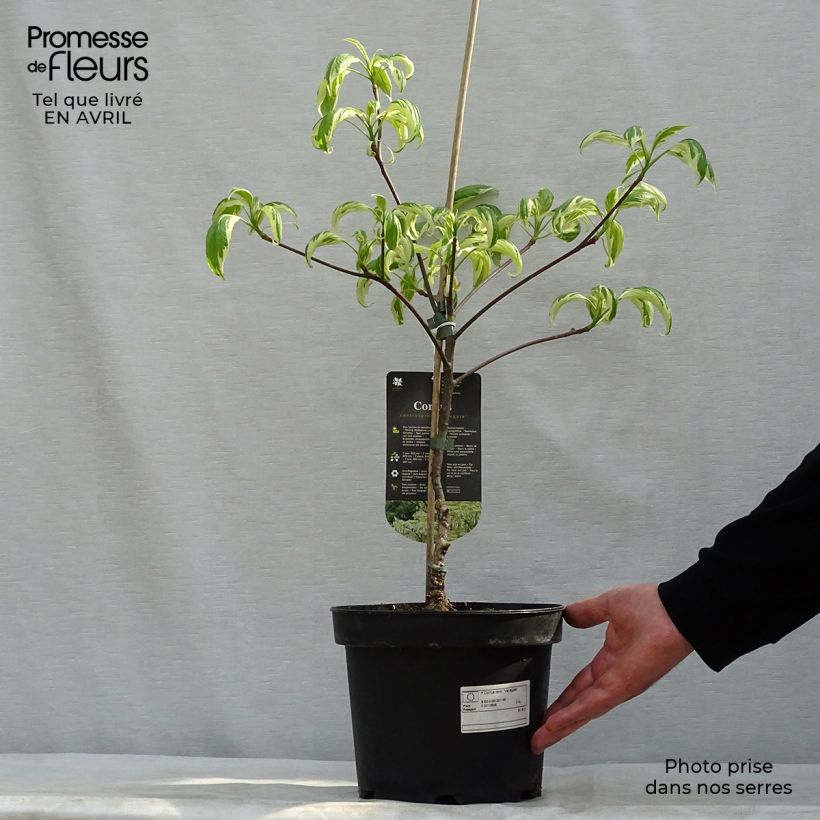 Spécimen de Cornus controversa Variegata - Cornouiller des Pagodes panaché Pot de 4L/5L tel que livré au printemps