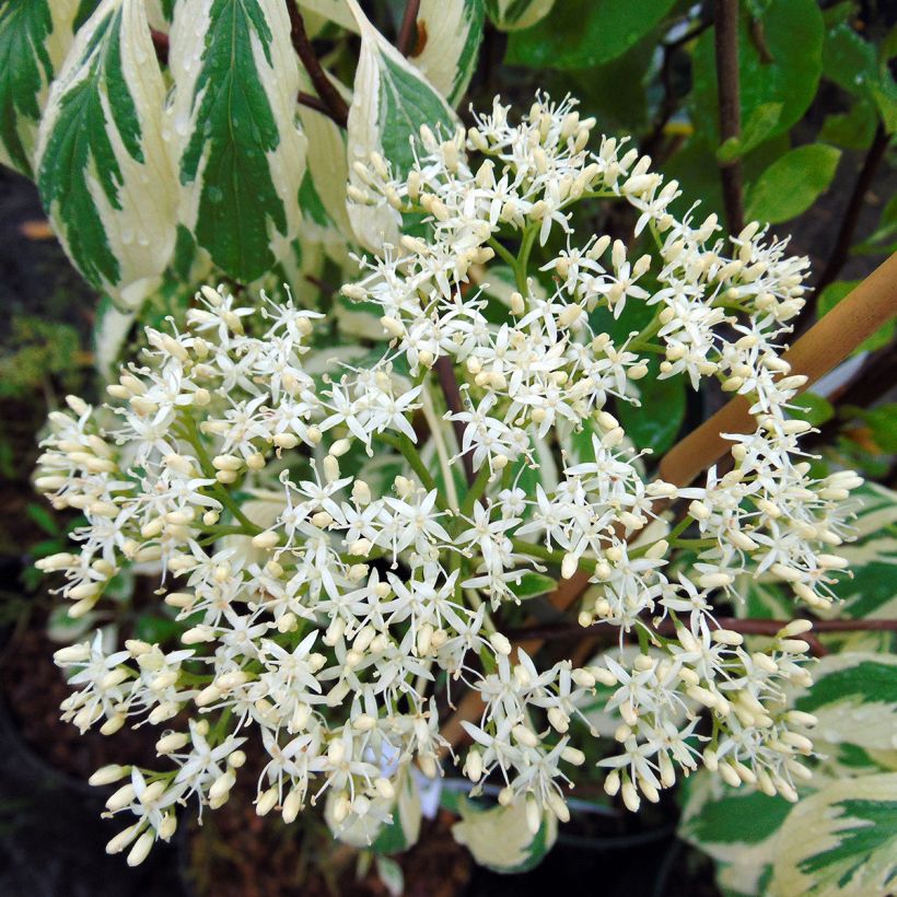 Cornus controversa Variegata - Cornouiller des Pagodes panaché (Floraison)