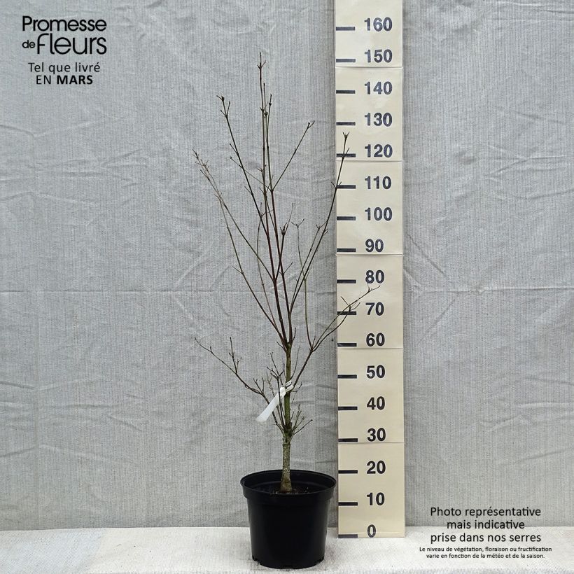 Spécimen de Cornus florida Cloud Nine - Cornouiller à fleurs d'Amérique. Pot de 7,5L/10L tel que livré en hiver