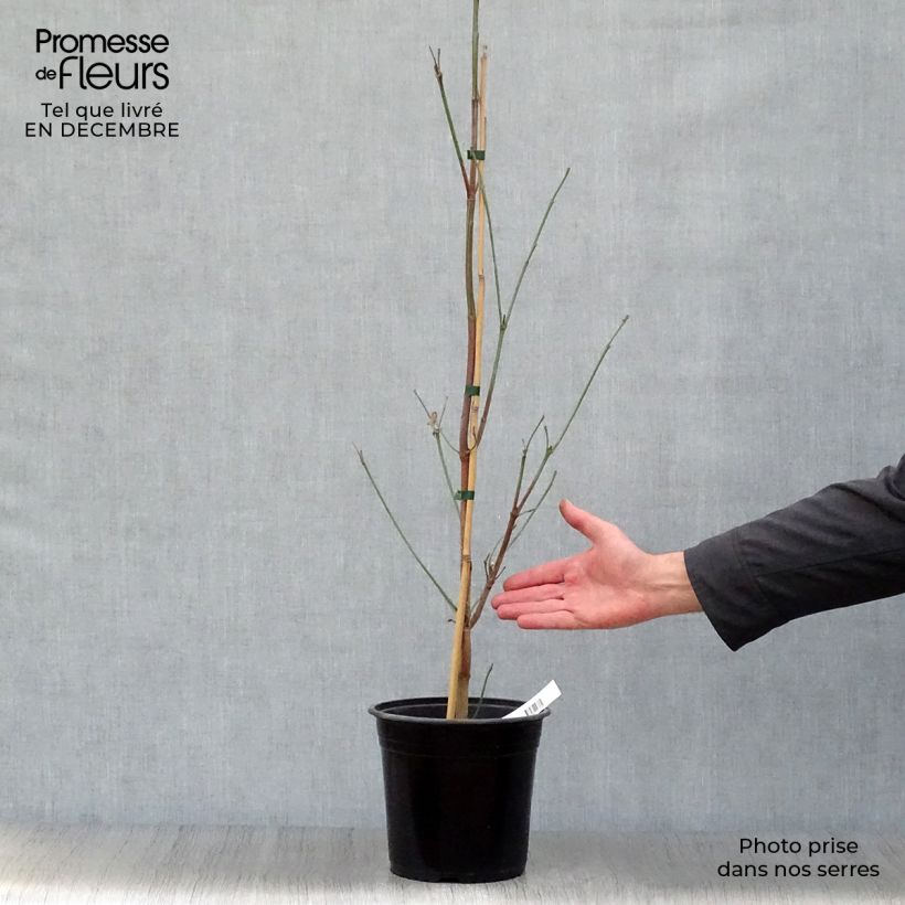 Spécimen de Cornus florida Cloud Nine - Cornouiller à fleurs d'Amérique. Pot de 4L/5L tel que livré en hiver