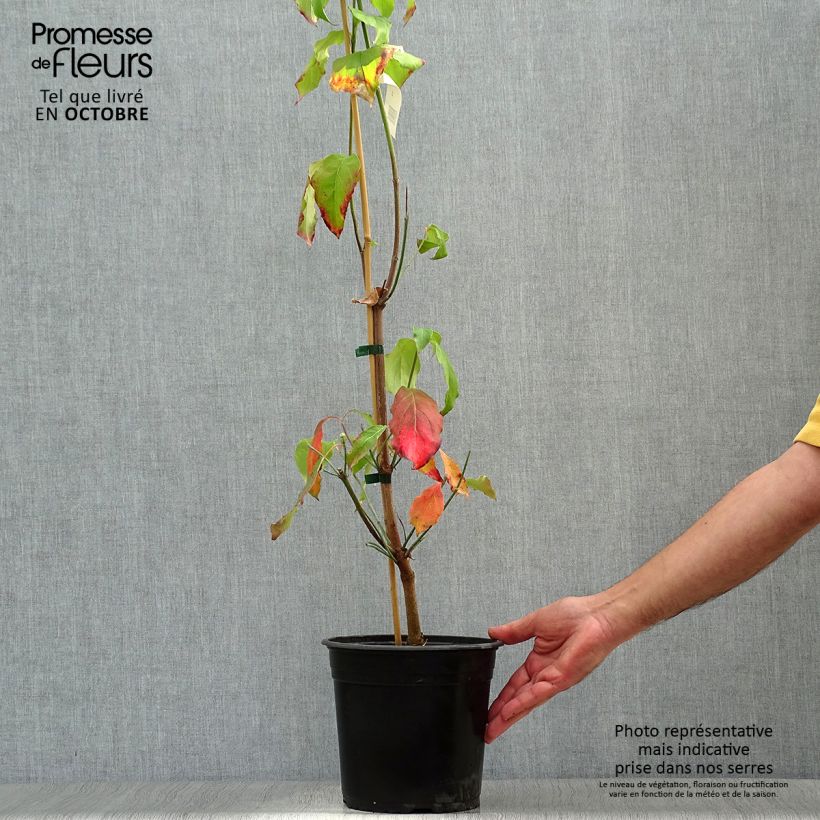 Spécimen de Cornus florida Cloud Nine - Cornouiller à fleurs d'Amérique. Pot de 4L/5L tel que livré en automne