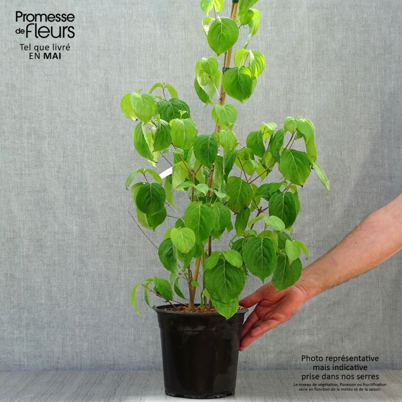 Spécimen de Cornus florida Cloud Nine - Cornouiller à fleurs d'Amérique. Pot de 4L/5L tel que livré au printemps