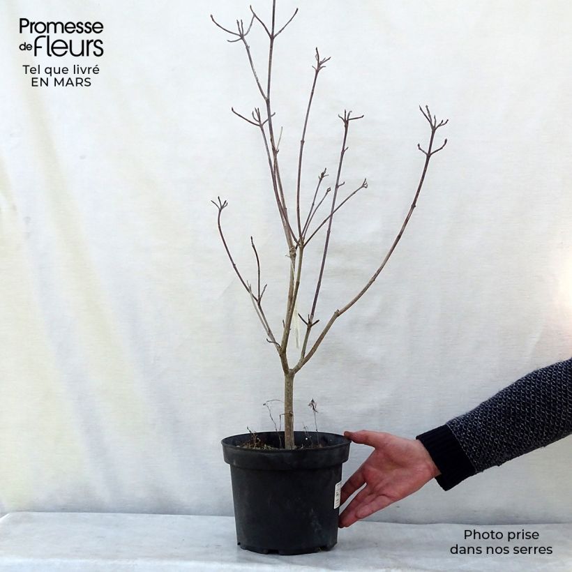 Spécimen de Cornus florida Rainbow - Cornouiller de Floride panaché Pot de 4L/5L tel que livré en hiver