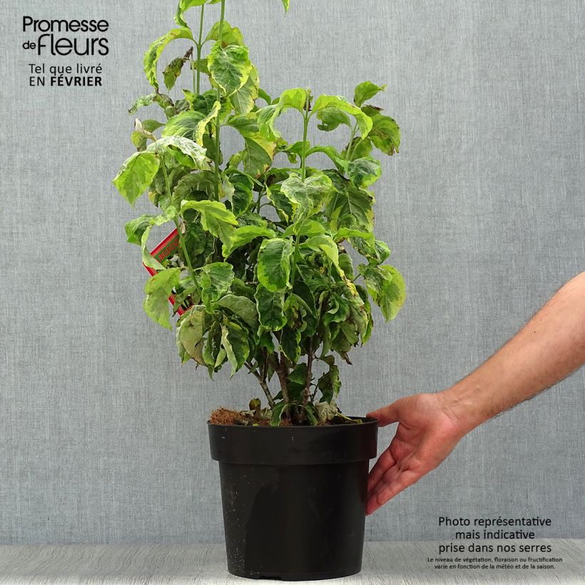 Spécimen de Cornus florida Rainbow - Cornouiller de Floride panaché Pot de 6L/7L tel que livré en automne