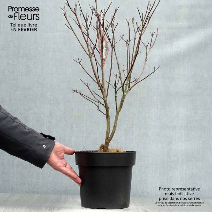 Spécimen de Cornus florida Rainbow - Cornouiller de Floride panaché Pot de 6L/7L tel que livré en hiver