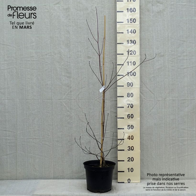 Spécimen de Cornus florida Rubra - Cornouiller à fleurs d'Amérique Pot de 6L/7L tel que livré en hiver