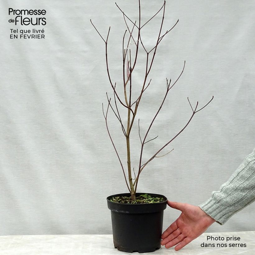 Spécimen de Cornus florida Rubra - Cornouiller à fleurs d'Amérique Pot de 4L/5L tel que livré en hiver