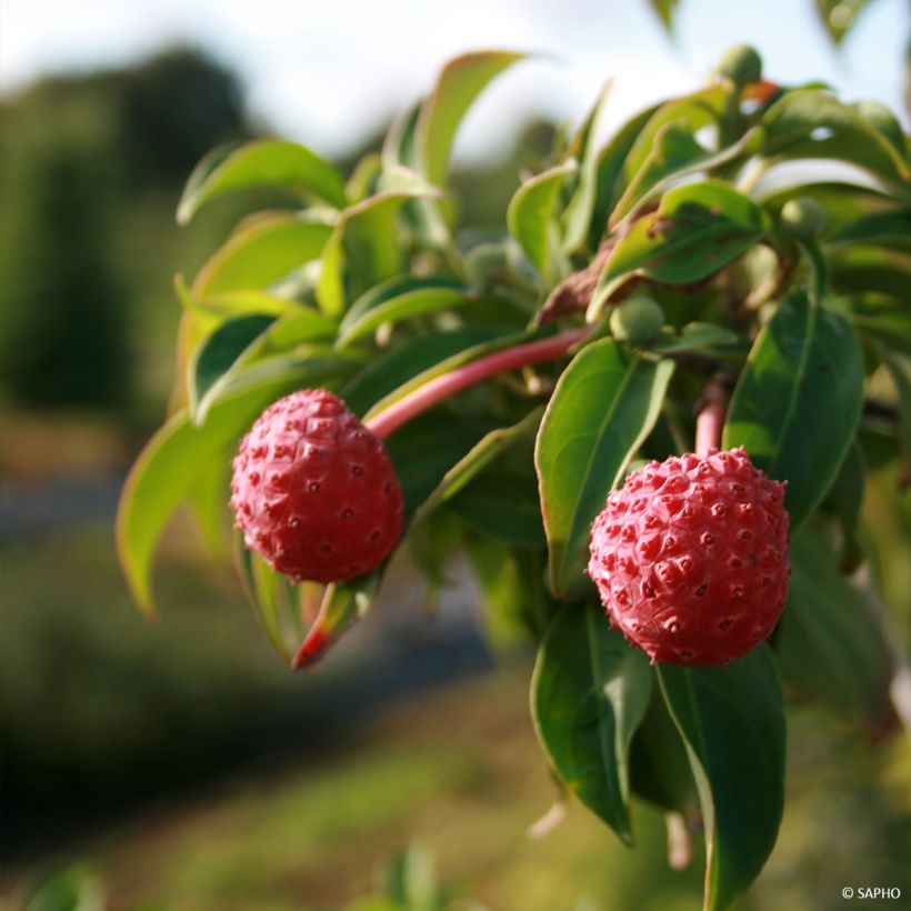 Cornus hongkongensis Parc de Haute Bretagne - Hong Kong Dogwood (Harvest)