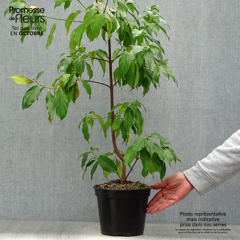 Spécimen de Cornus hongkongensis Parc de Haute Bretagne - Cornouiller de Hong Kong à fleurs roses Pot de 4L/5L tel que livré en automne