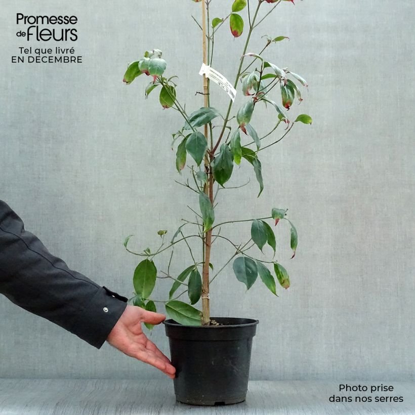 Spécimen de Cornus hongkongensis Pot de 2L/3L tel que livré en hiver