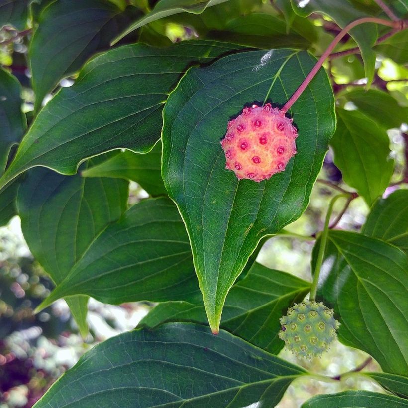 Cornus kousa - Cornouiller du Japon (Récolte)
