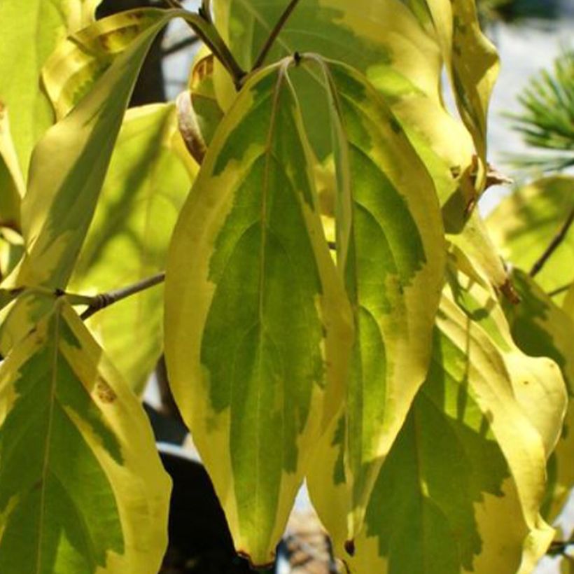 Cornus kousa Bonfire - Cornouiller du Japon (Feuillage)