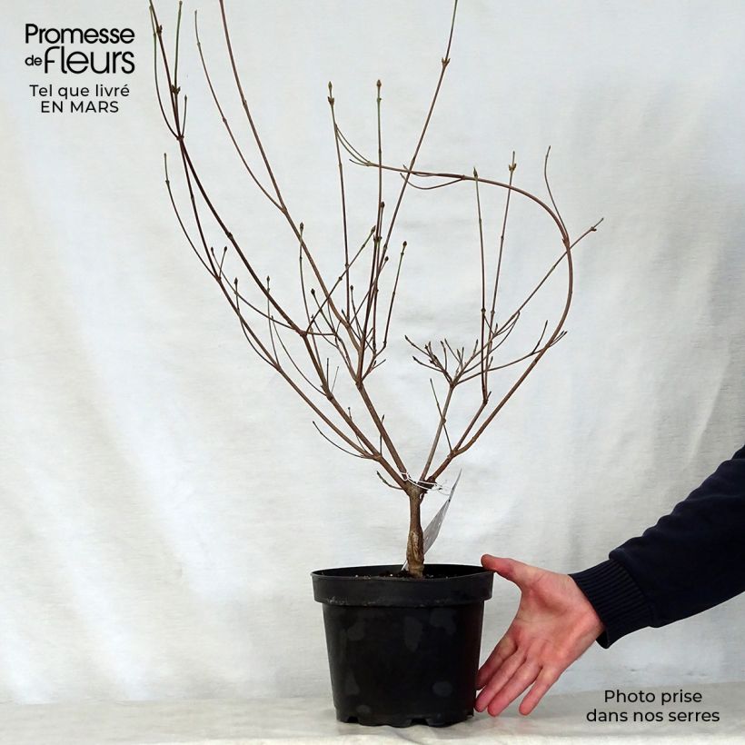 Spécimen de Cornus kousa Cappuccino - Cornouiller du Japon Pot de 6L/7L tel que livré au printemps