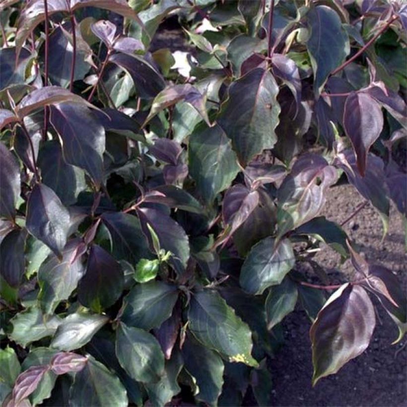 Cornus kousa Cappuccino - Cornouiller du Japon (Feuillage)