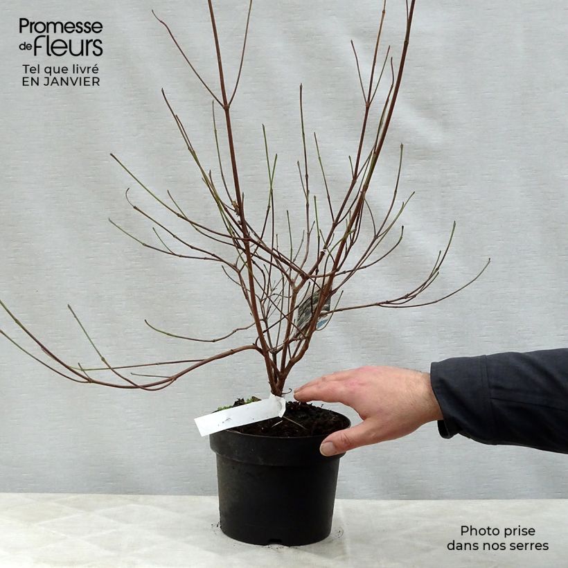 Spécimen de Cornus kousa Chinensis - Cornouiller de Chine Pot de 3L/4L tel que livré en hiver
