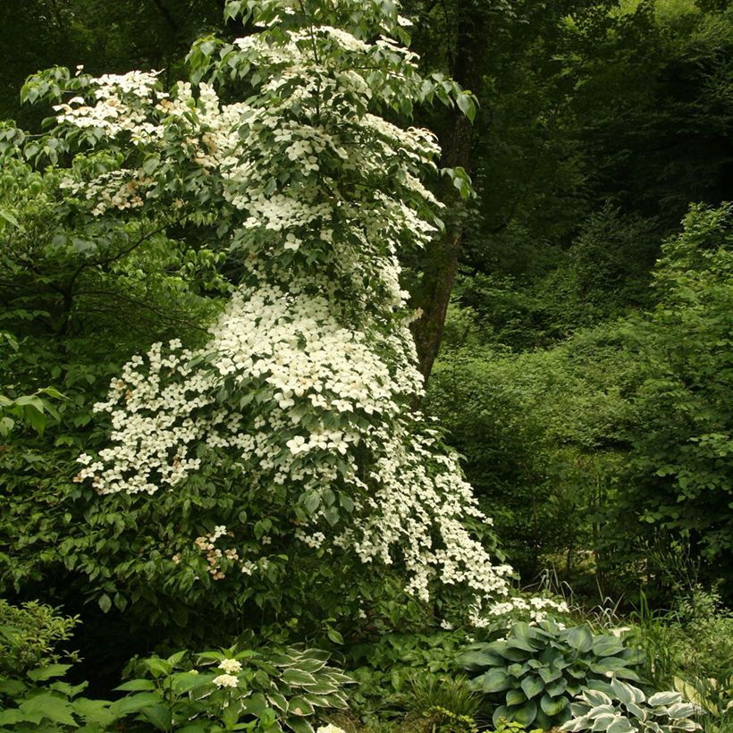 Cornus kousa Chinensis - Cornouiller de Chine (Port)